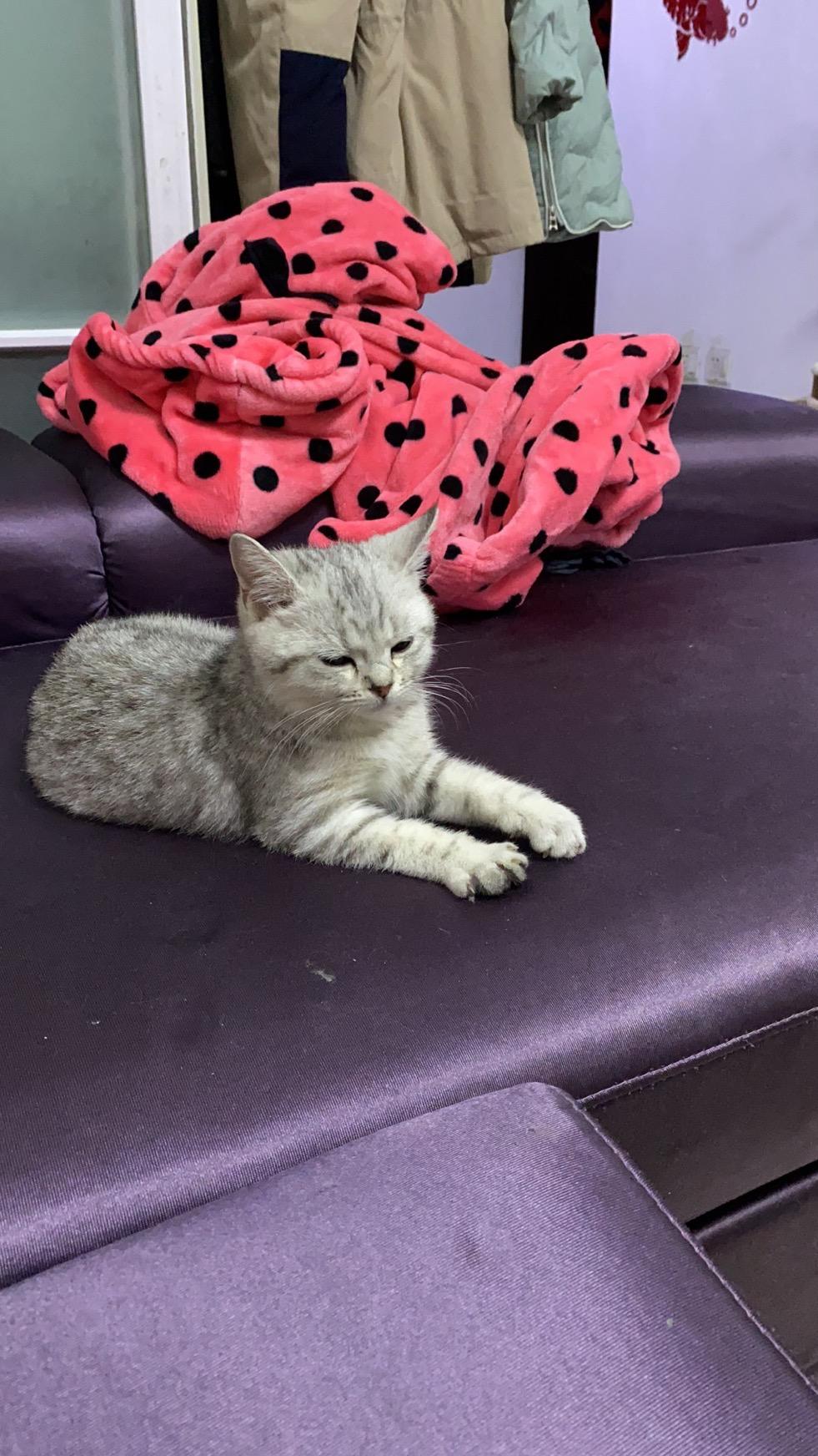 时代背景下的最新猫舍，猫咪的天堂